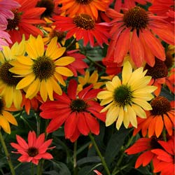 Coneflower 'Cheyenne Spirit'